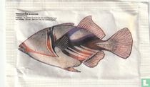 Rhinecanthus aculeatus 