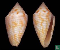 Conasprella ogum 