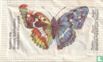 Apatura Iris - Melanargia galathea