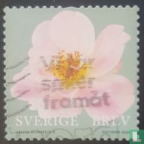 Rozen kopen