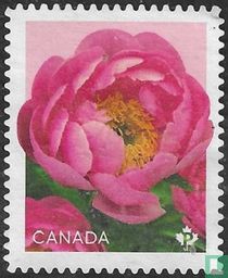 Peony