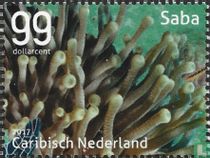 Vie sous-marine - Saba