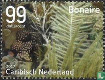 La vie sous-marine de Bonaire