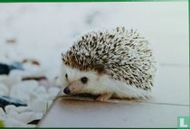 Egel