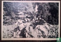 Frahan sur Semois.Un beau plant de tabac. »