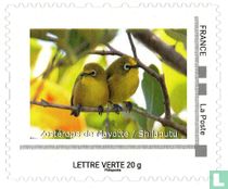Mayotte-Brillenvogel