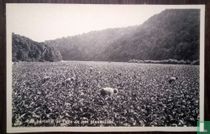 Vue partielle d'une de nos plantations,