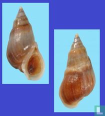 Melanopsis cesari