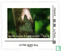 Tagaktiver Gecko mit Rückenstreifen