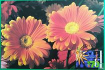 Floriade