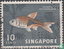 Rasbora heteromorpha