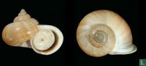 Tropidophora tricarinata madagascariensis