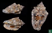 Voluta caquetio 