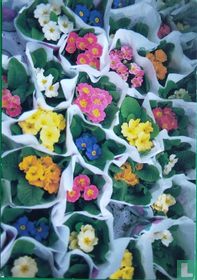 Bloemen 