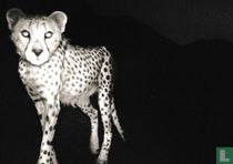 Asiatic Cheetah, Iran, 2011