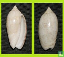 Oliva drangai