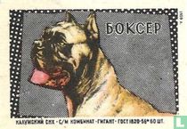 "Boxer" -  BOKCEP
