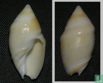 Eburna balteata