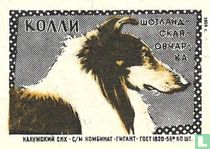"Schotse herdershond" "Collie" -  KO??? 