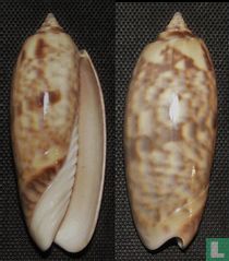 Oliva miniacea saturata 