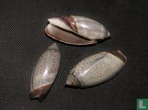 Agaronia nica 
