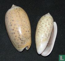 Oliva caroliniana 