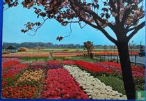 Holland bloemenland