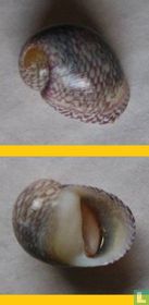Theodoxus meridionalis 