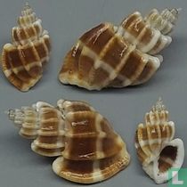 Scalptia scalariformis