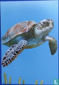 De Soepschildpad