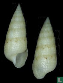 Cerithium alutaceum