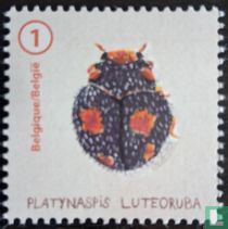 Ladybugs