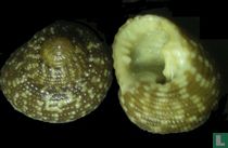 Clanculus corallinus