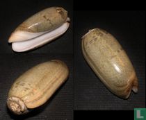 Oliva vidua albofasciata 