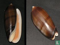Oliva miniacea magnifica 