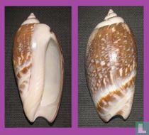 Agaronia gibbosa 
