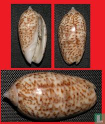 Oliva julieta 