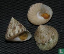 Calthalotia mundula