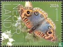 Mangrove buckeye
