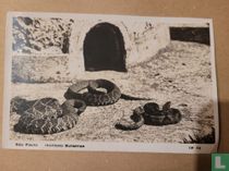 Sao Paulo - Instituto Butantan