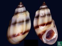 Melanopsis edrissiana