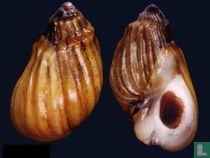 Melanopsis cariosa 