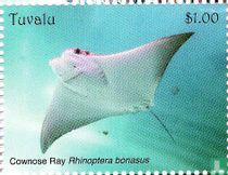 Rays