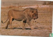 King of the plains
