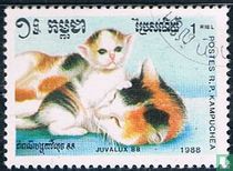 Chats acheter
