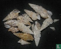 Cerithium scabridum 