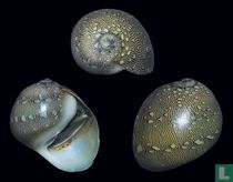 Vitta virginea