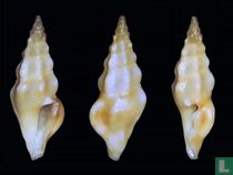 Clavus similis 