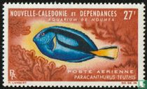 poisson-docteur acheter