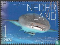 Nurse Shark